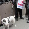 Ruh Roh: Romney's Canine Cruelty Sparks Protest Outside Westminster Dog Show